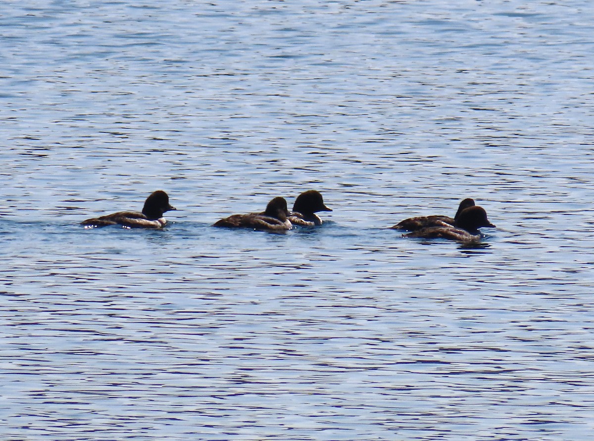 Barrow's Goldeneye - ML642449585