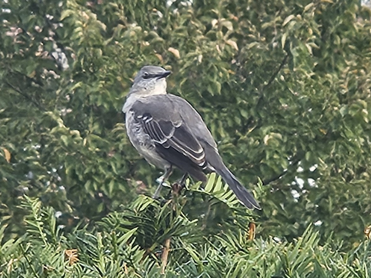 Northern Mockingbird - ML642449586