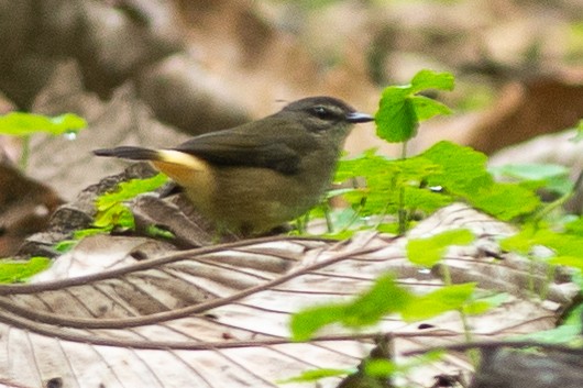 Buff-rumped Warbler - ML642449588