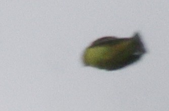 new world warbler sp. - ML642449589