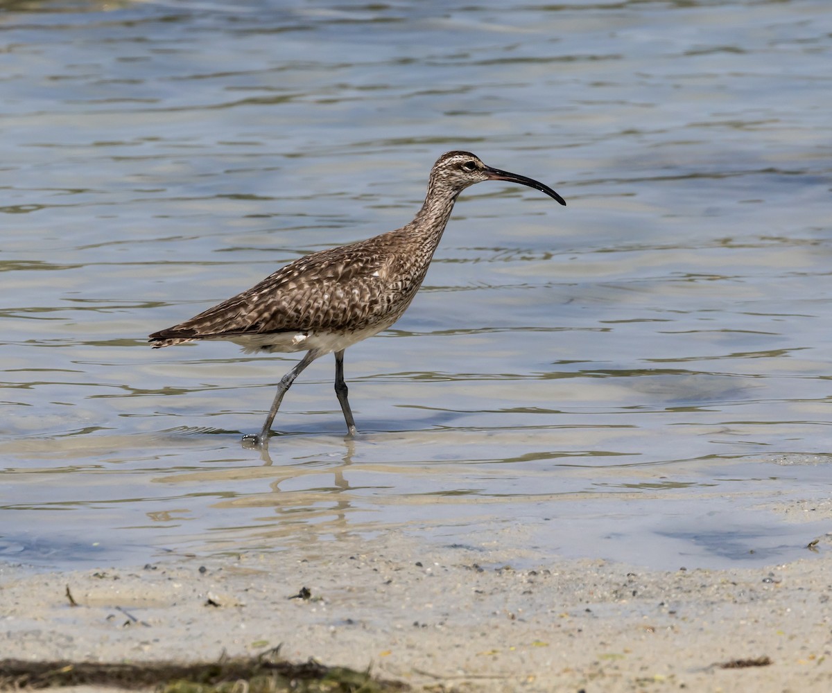 Whimbrel - ML642449590