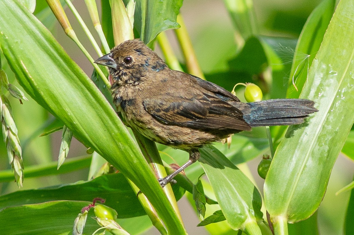 Blue-black Grassquit - ML642449591