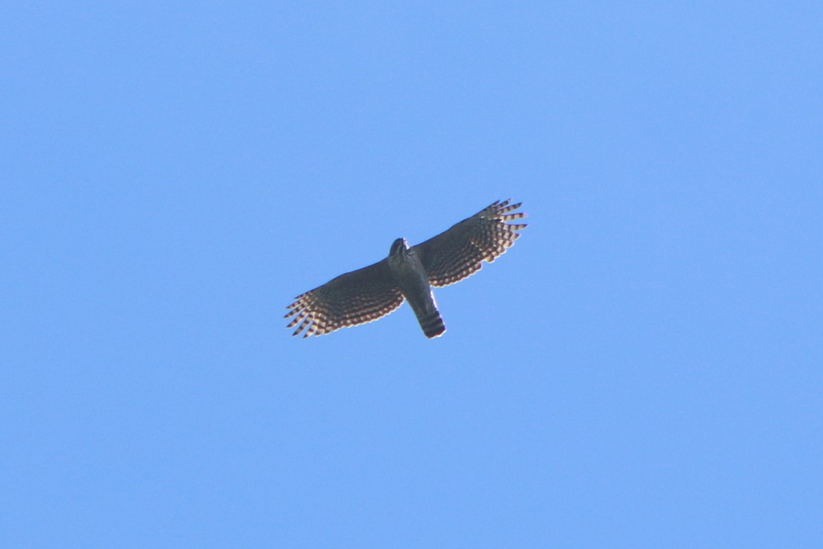 Mountain Hawk-Eagle - ML642449592