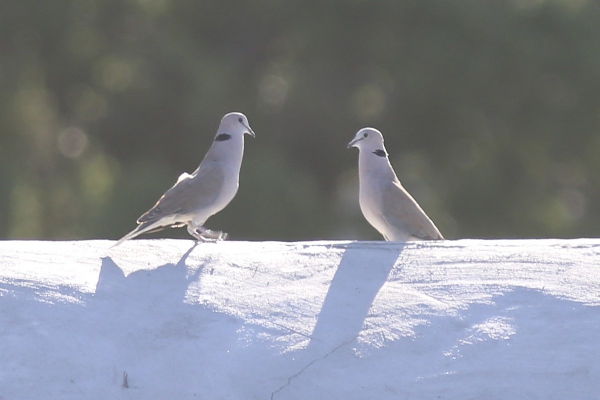 Ring-necked Dove - ML642449594
