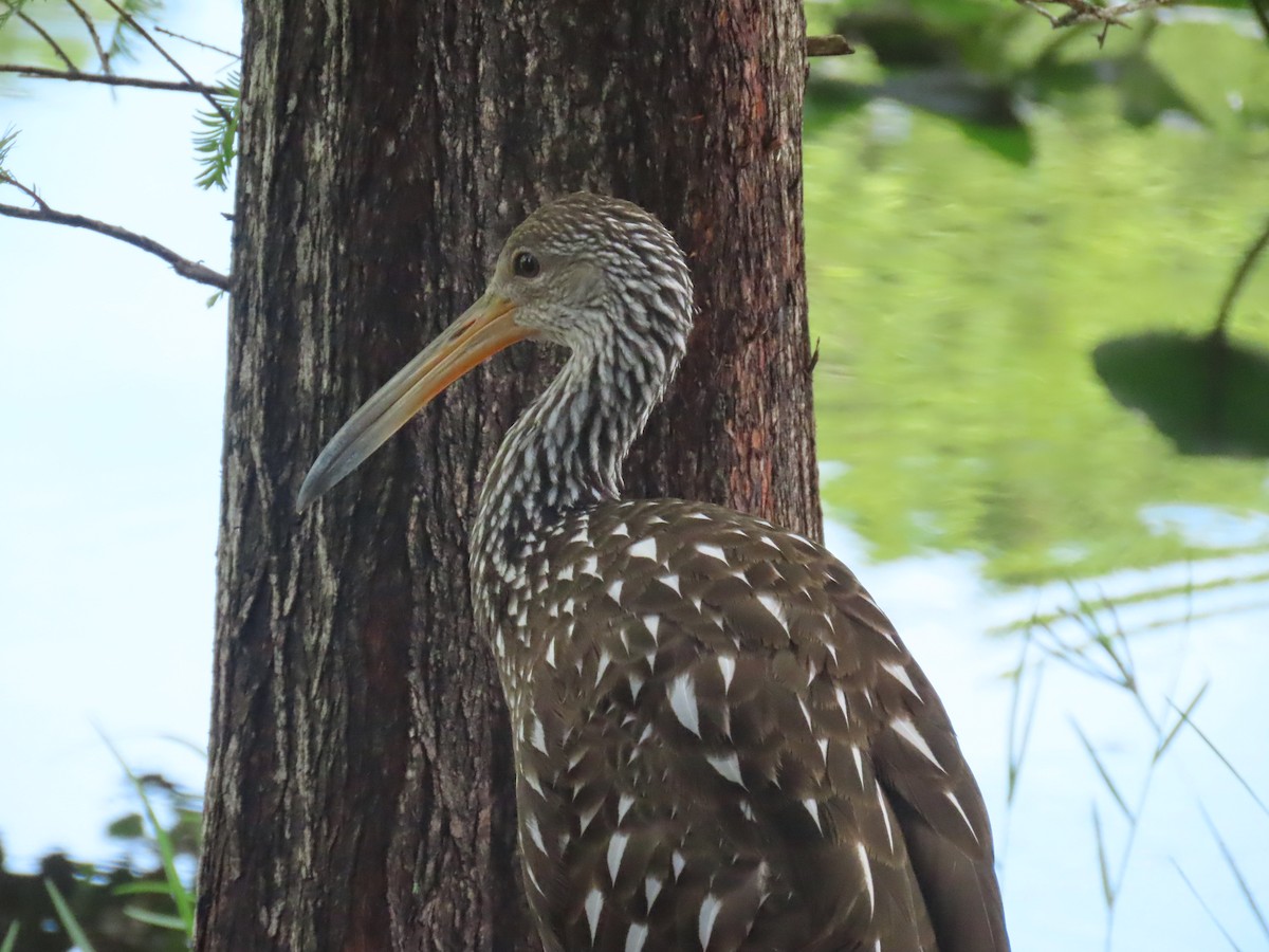 Limpkin - ML642449596