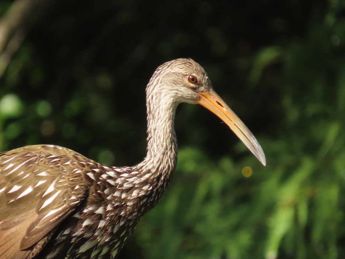 Limpkin - ML642449597
