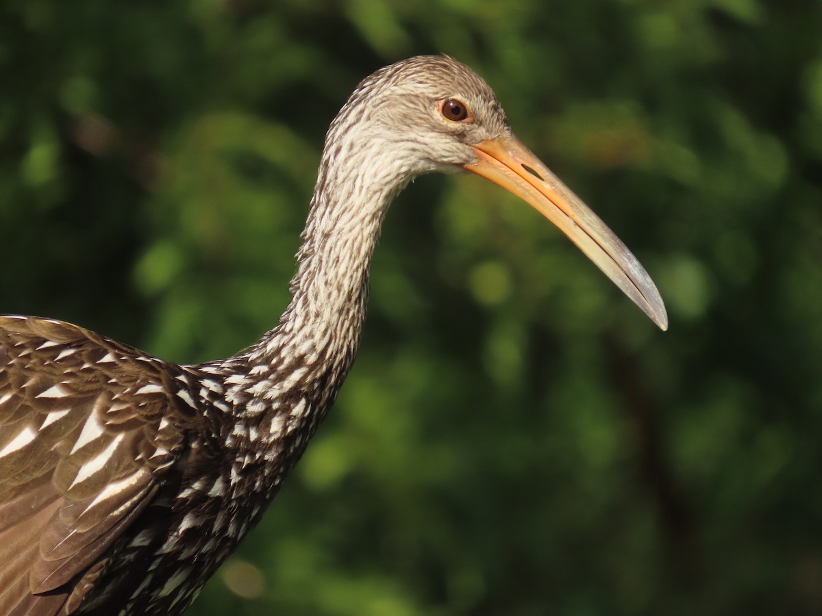 Limpkin - ML642449598