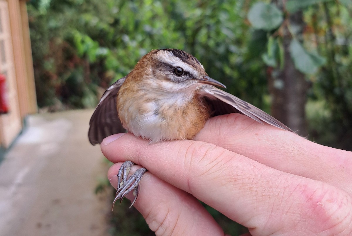 Moustached Warbler - ML642449599