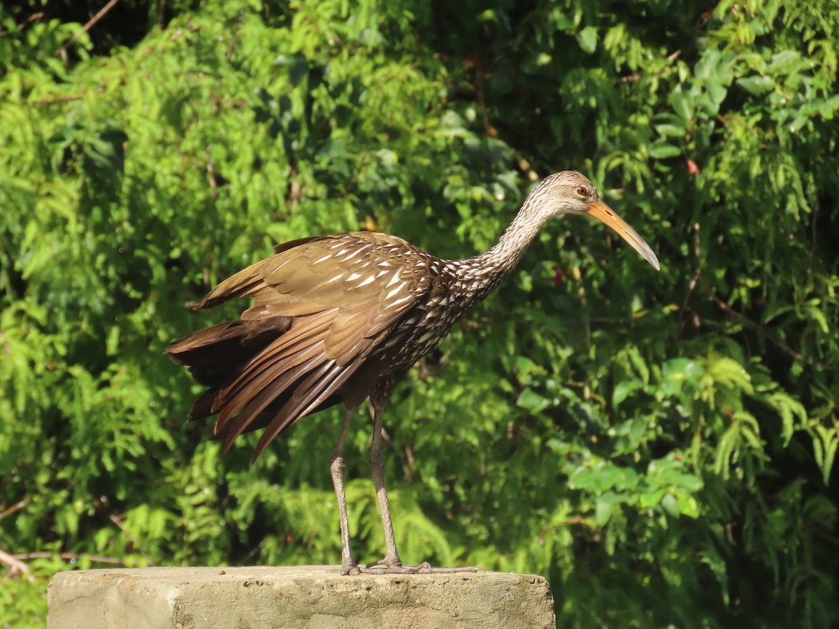 Limpkin - ML642449600