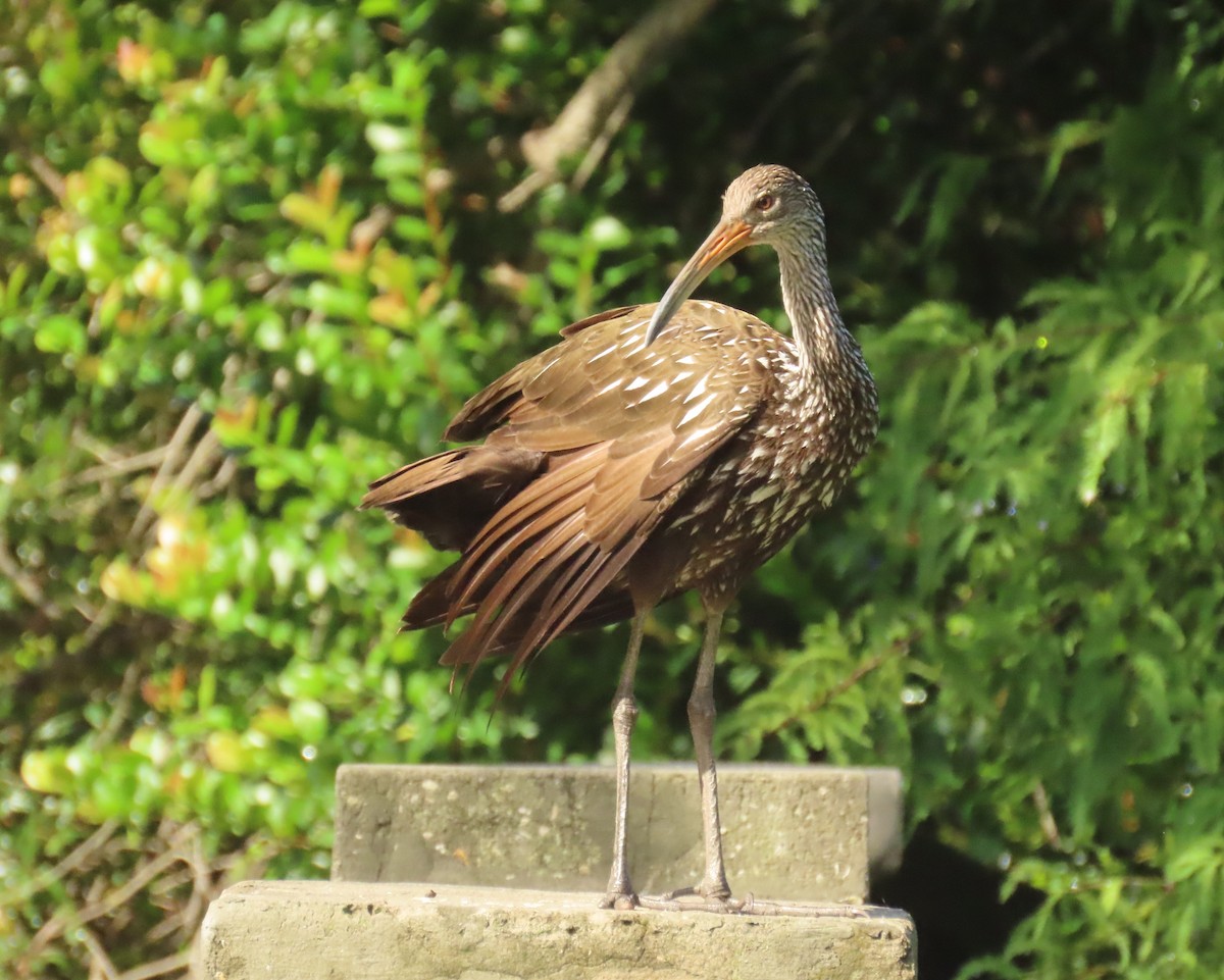 Limpkin - ML642449601