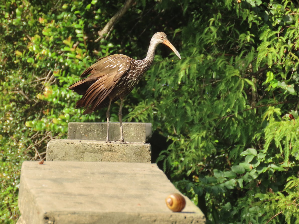 Limpkin - ML642449602