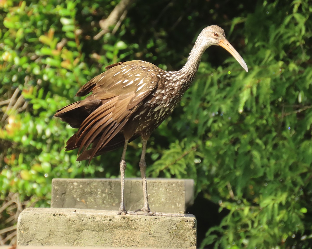 Limpkin - ML642449603