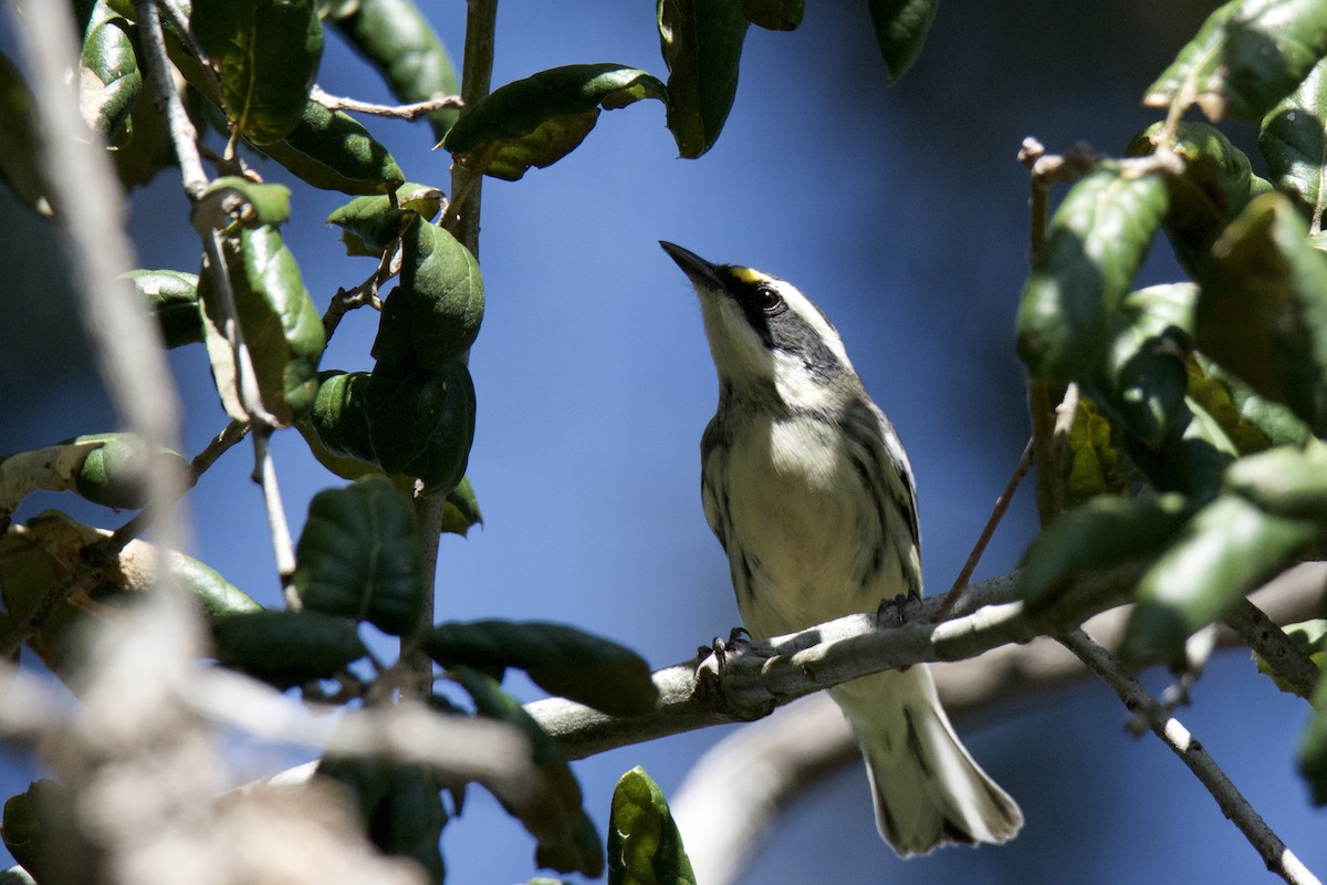 Black-throated Gray Warbler - ML642449604