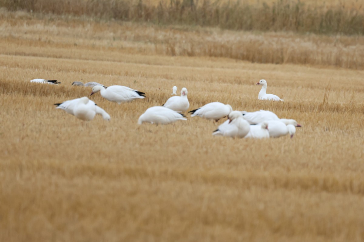 Snow Goose - ML642449614