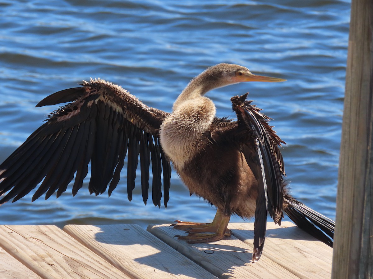 Anhinga - ML642449623
