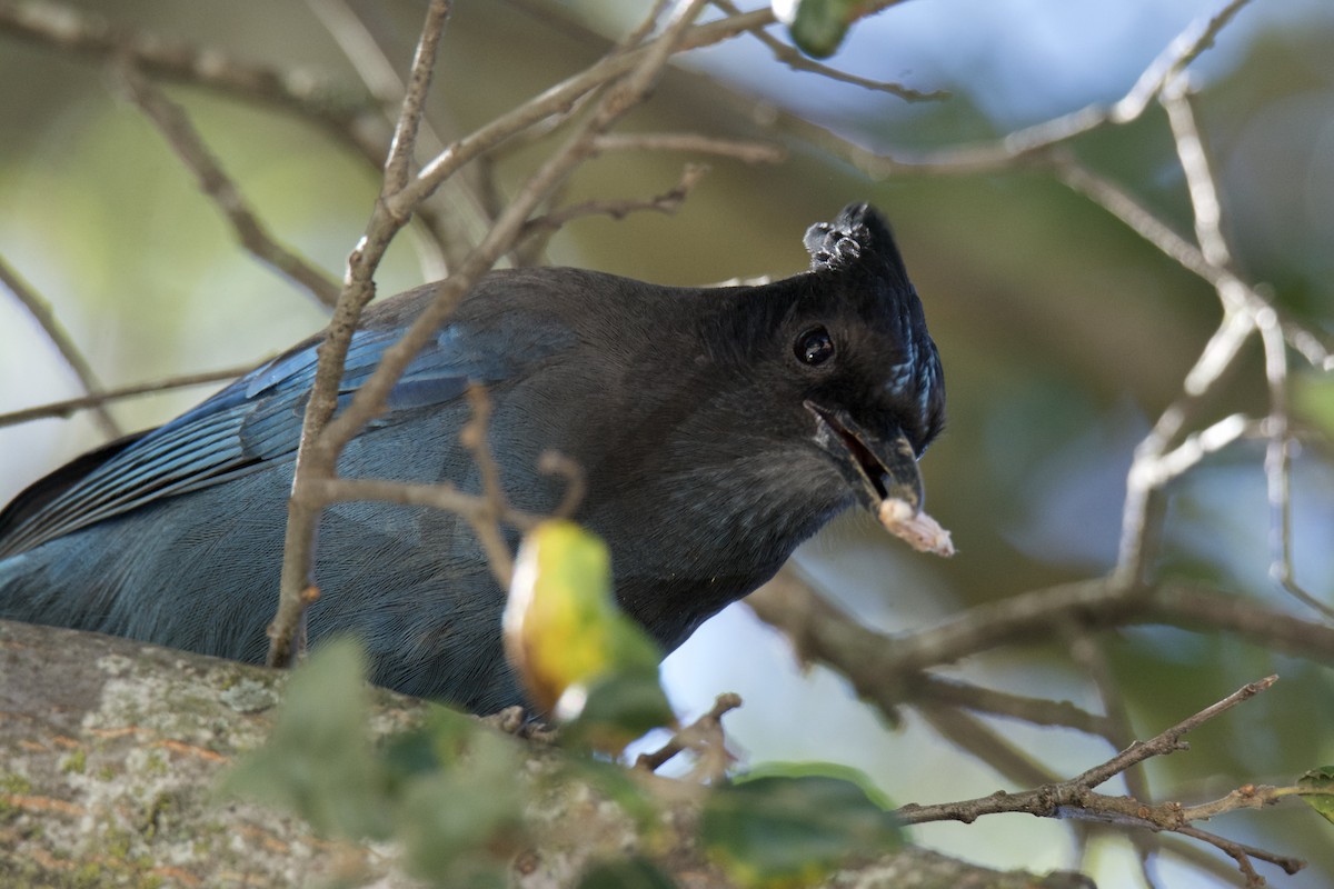 Steller's Jay - ML642449636