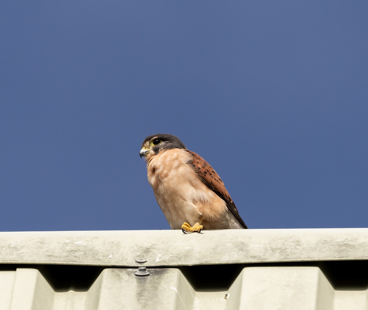 Seychelles Kestrel - ML642449646