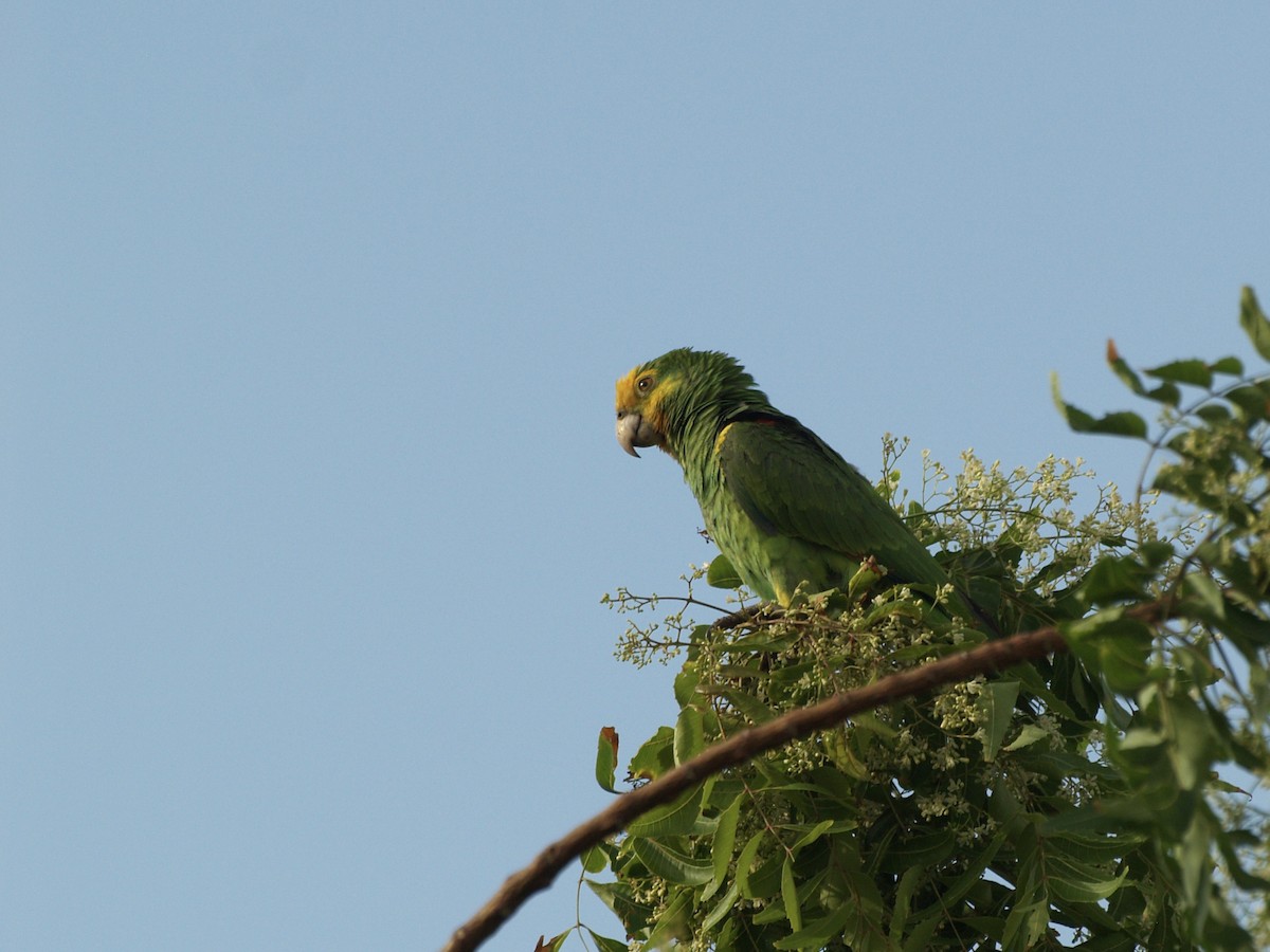キボウシインコ - ML642449650