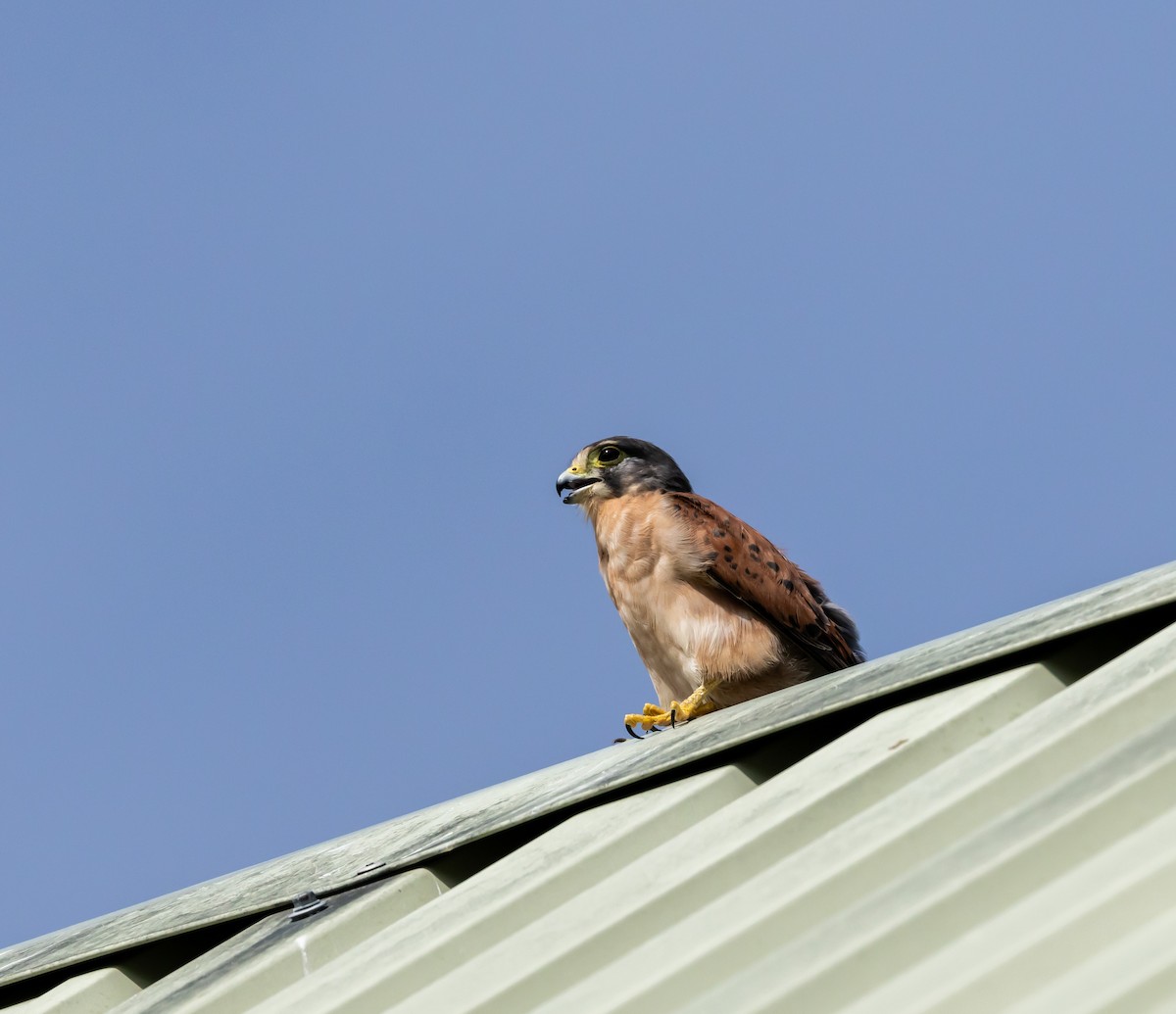 Seychelles Kestrel - ML642449653