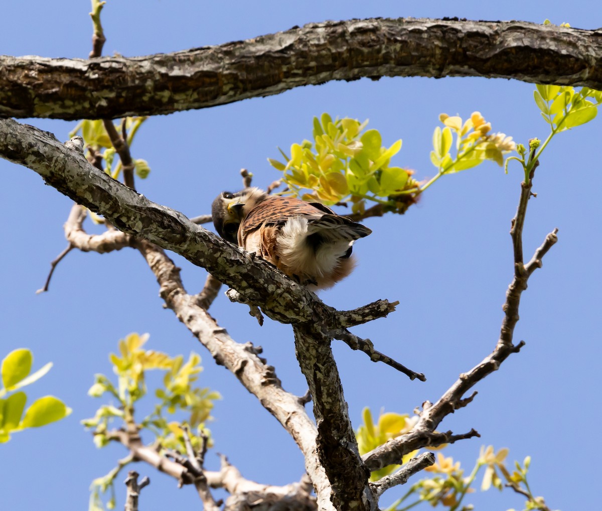 Seychelles Kestrel - ML642449655