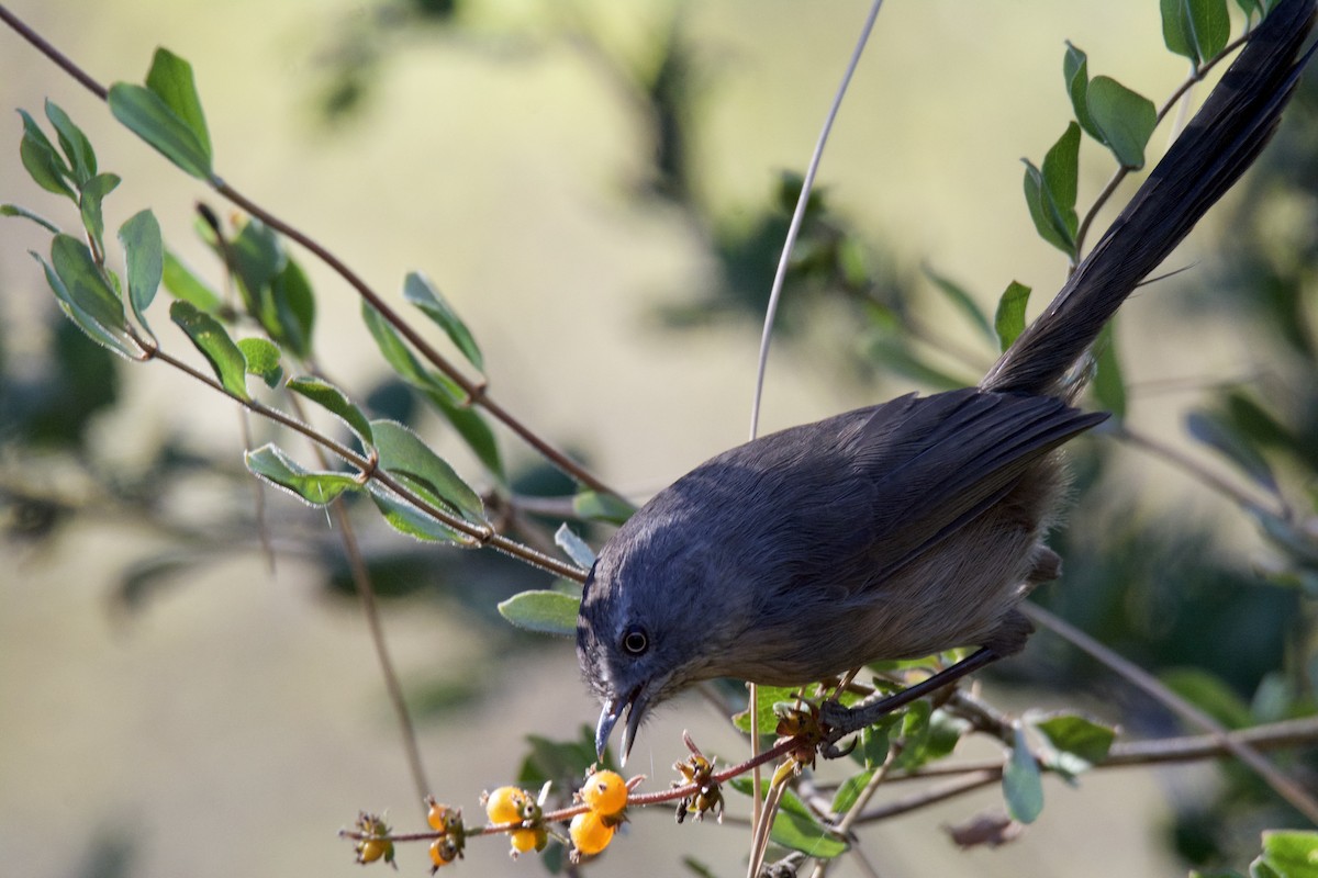 Wrentit - ML642449674