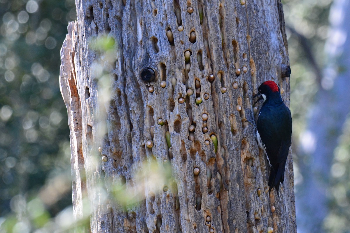 Acorn Woodpecker - ML642449696