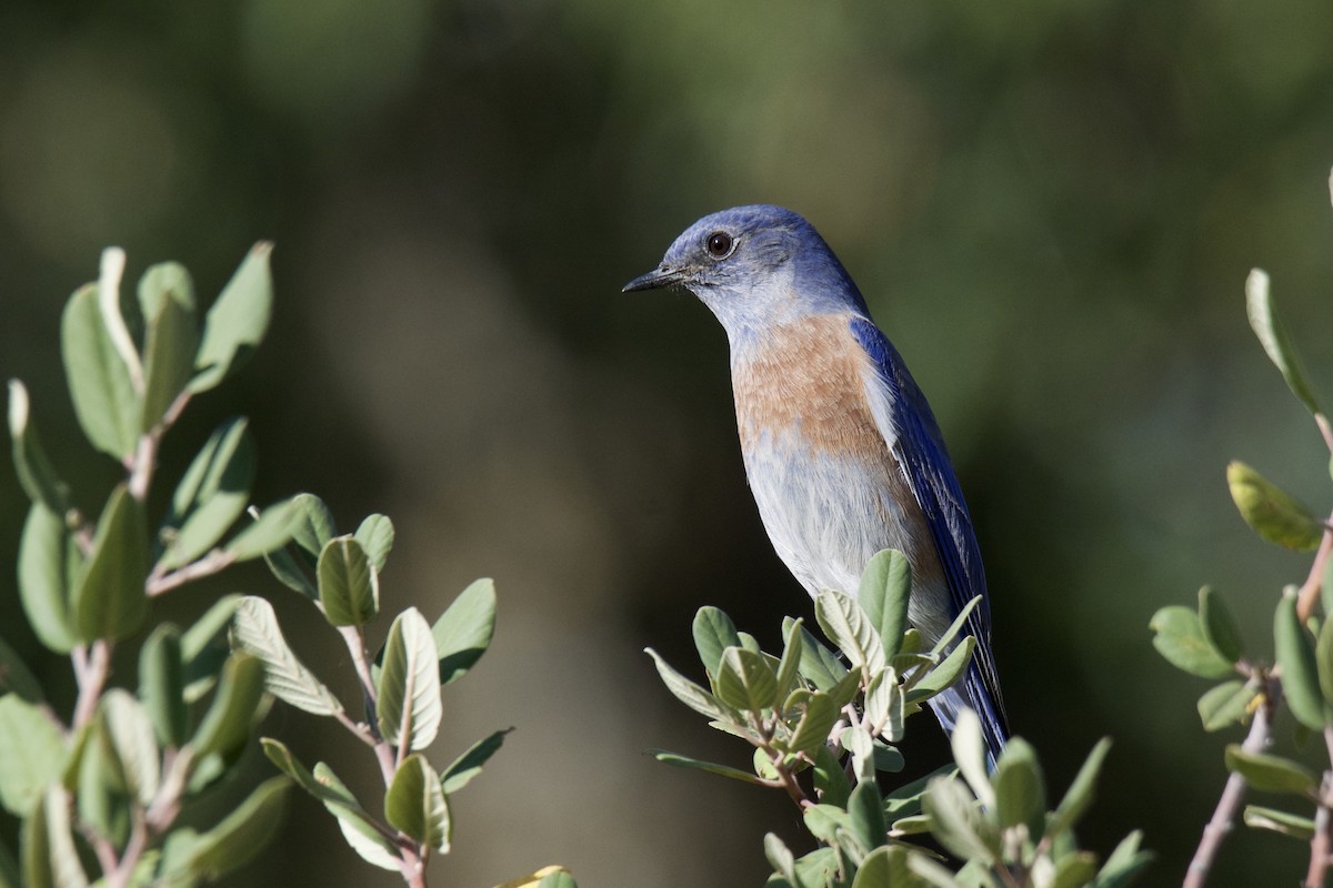 Western Bluebird - ML642449728