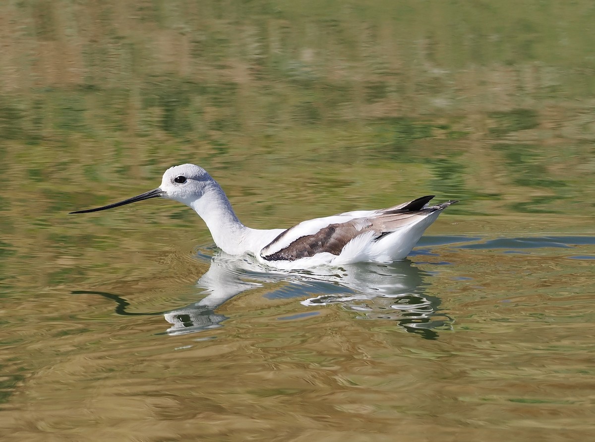 American Avocet - ML642449739