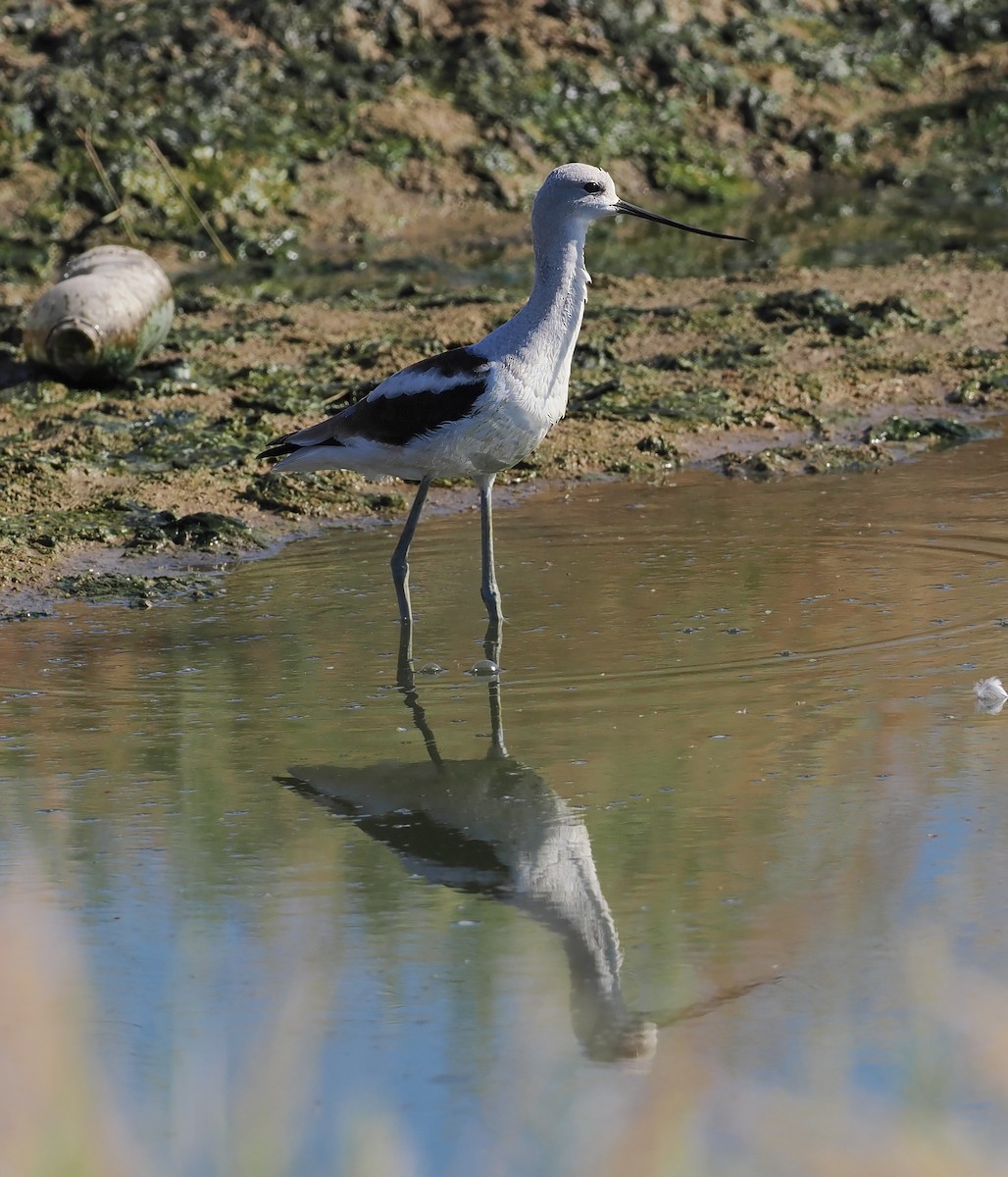 American Avocet - ML642449749