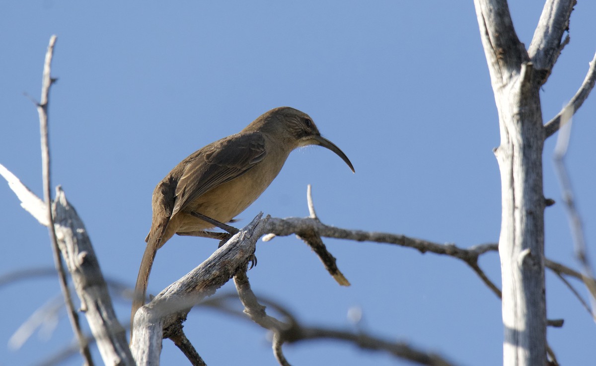 California Thrasher - ML642449763