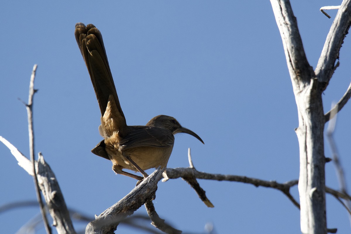 California Thrasher - ML642449764