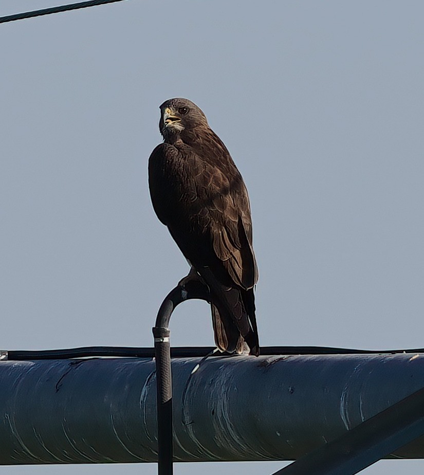 Swainson's Hawk - ML642449783