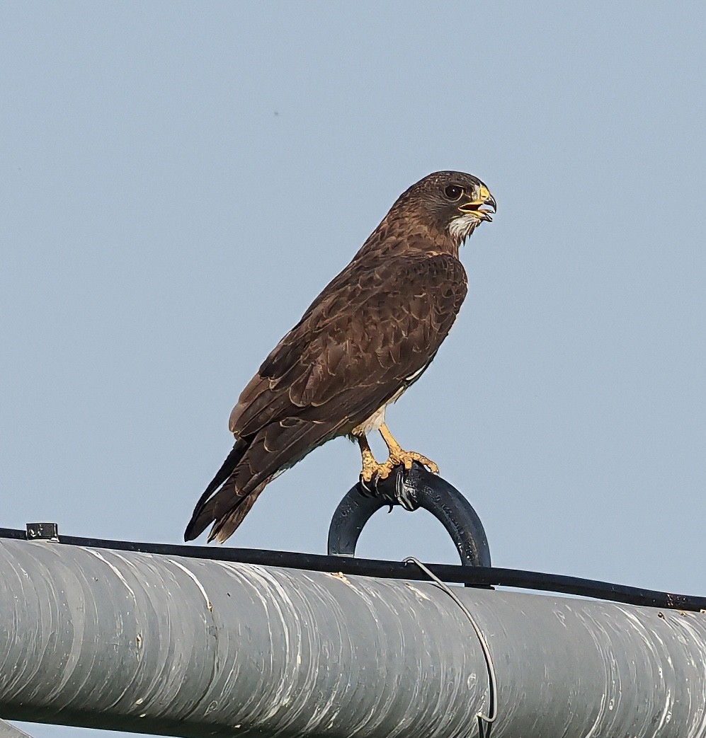 Swainson's Hawk - ML642449784
