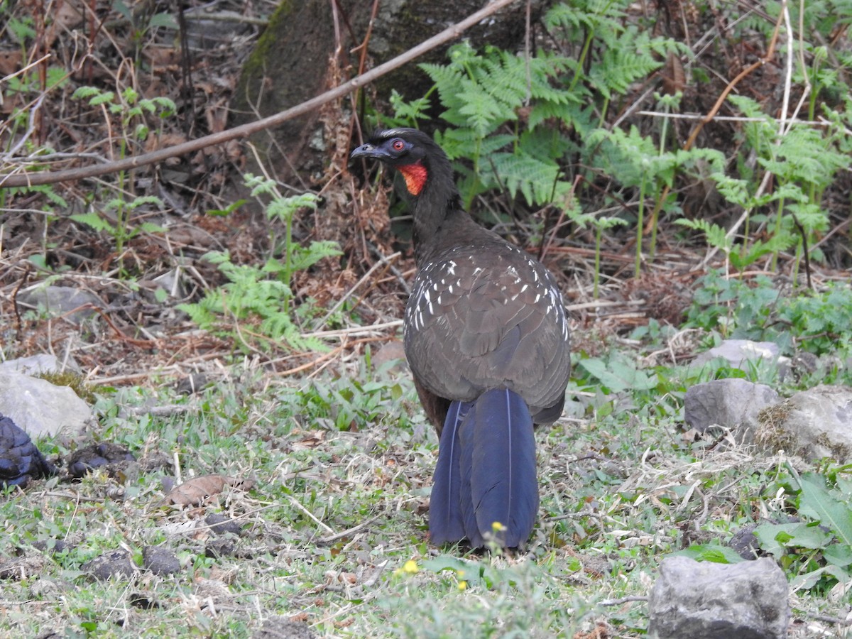 Yungas Guan - ML642449818