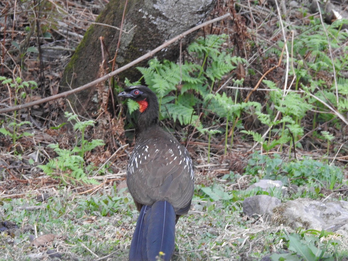 Yungas Guan - ML642449819