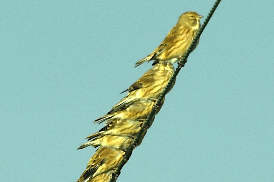 ムネアカヒワ - ML642449827