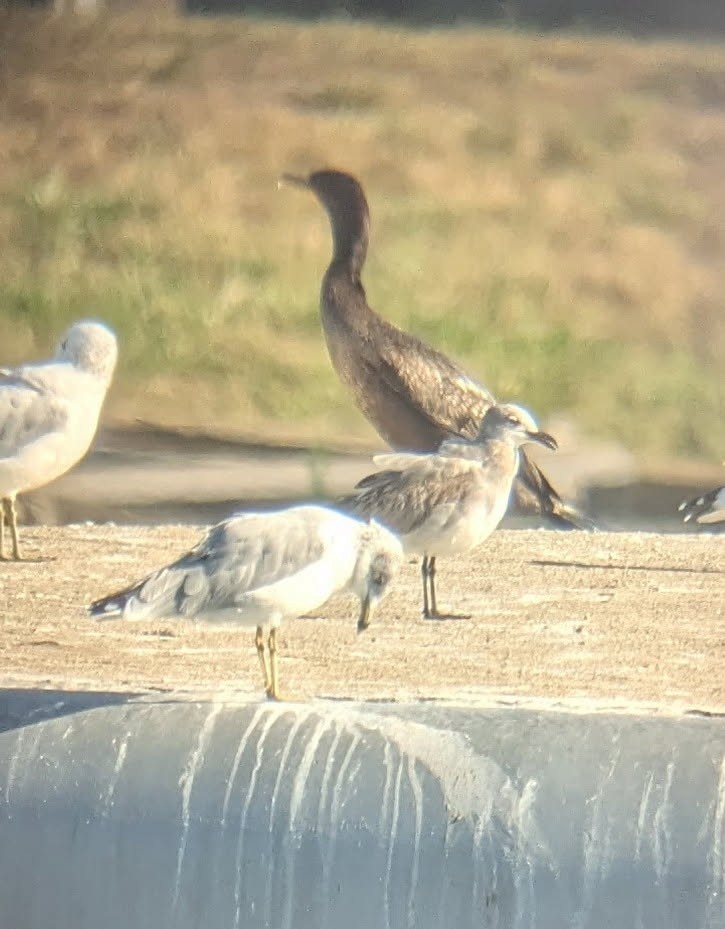 racek karibský - ML642449831