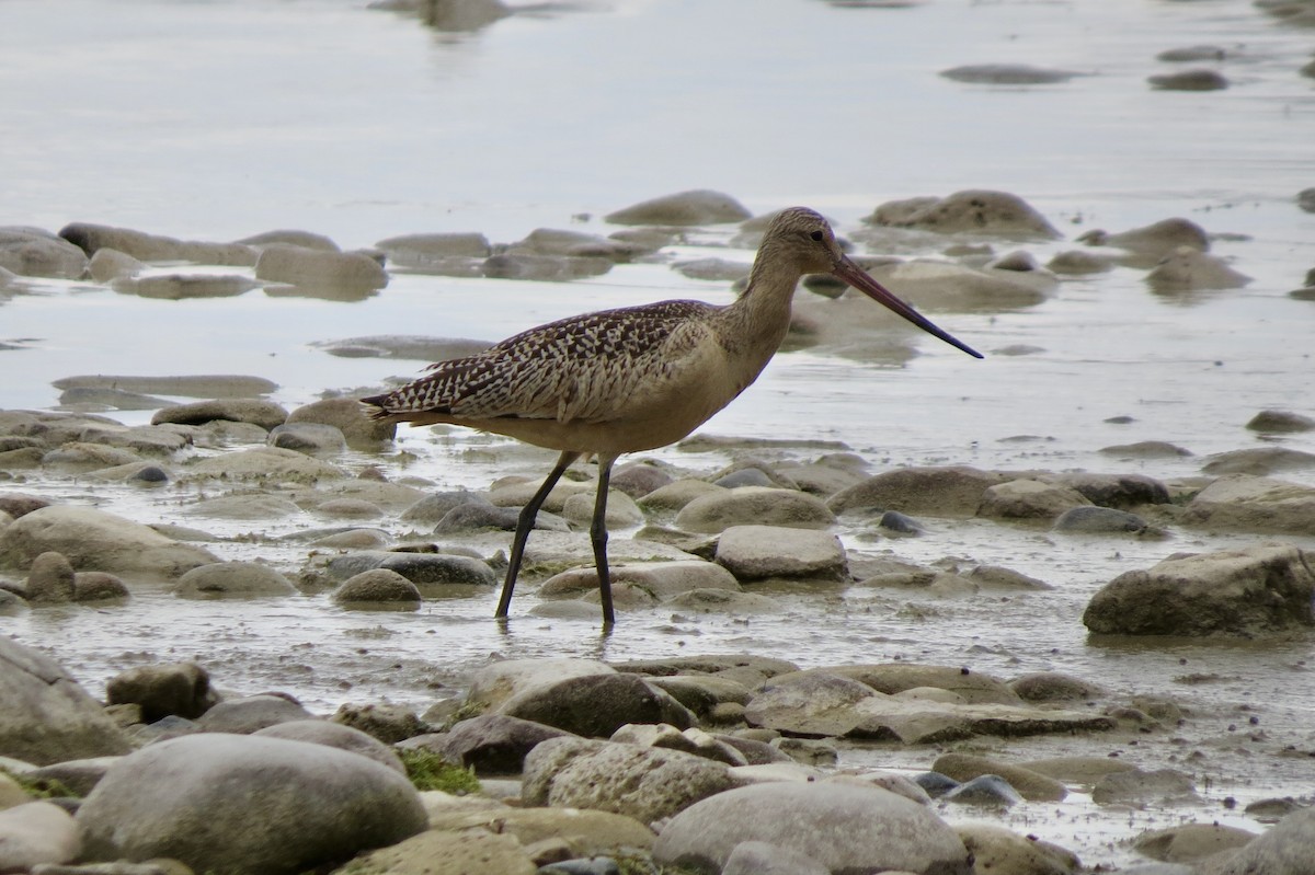 Marbled Godwit - ML642449844