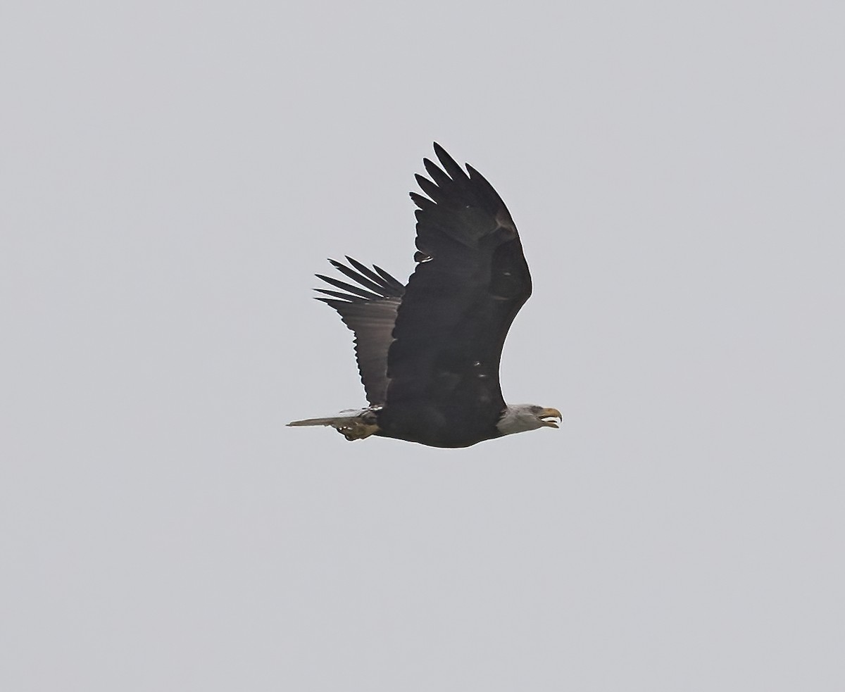 Bald Eagle - ML642449851