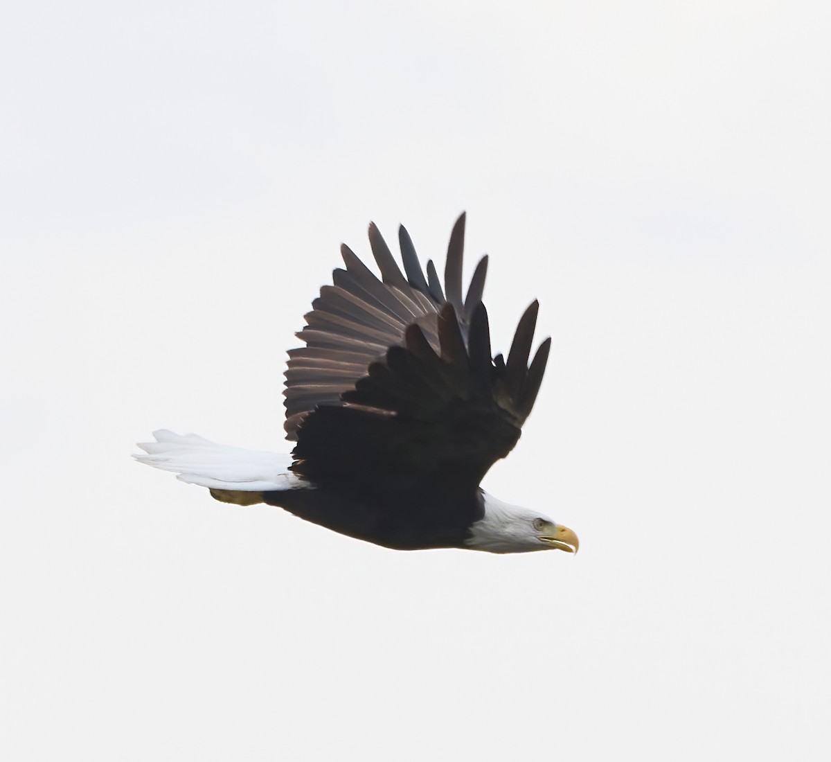 Bald Eagle - ML642449852
