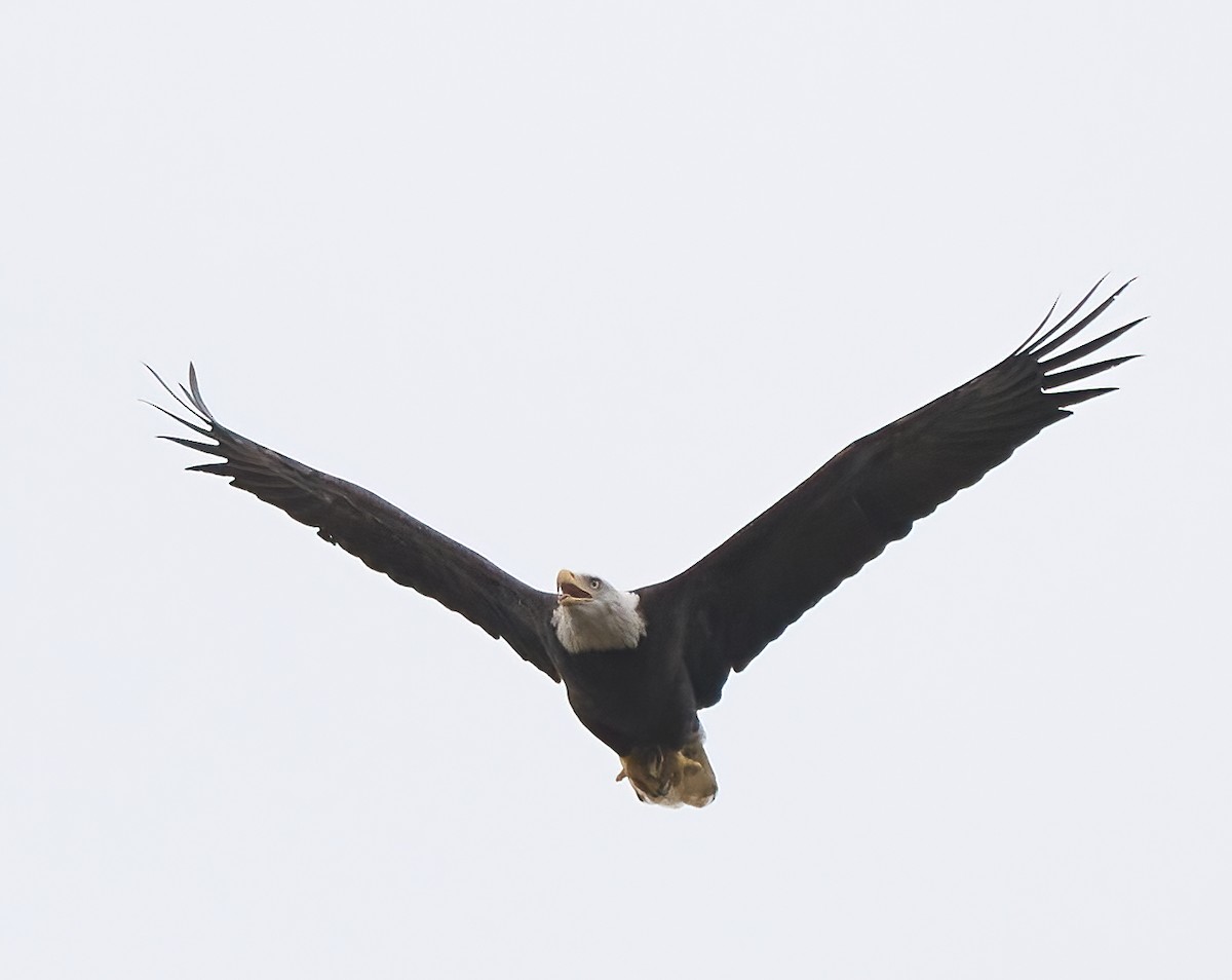 Bald Eagle - ML642449853
