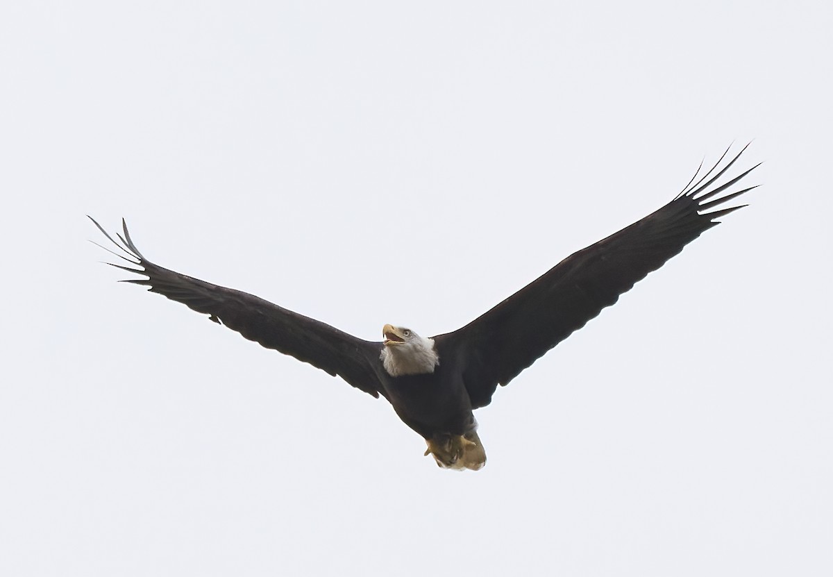 Bald Eagle - ML642449854
