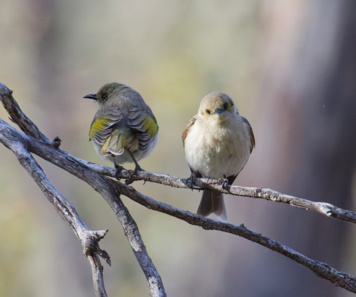 Fuscous Honeyeater - ML642449858