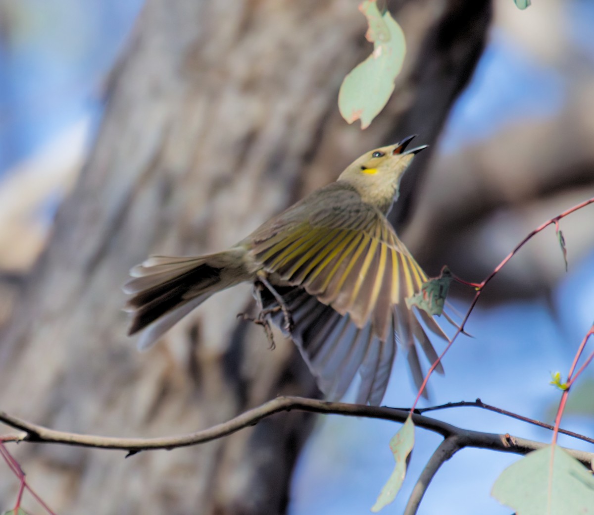 Fuscous Honeyeater - ML642449859