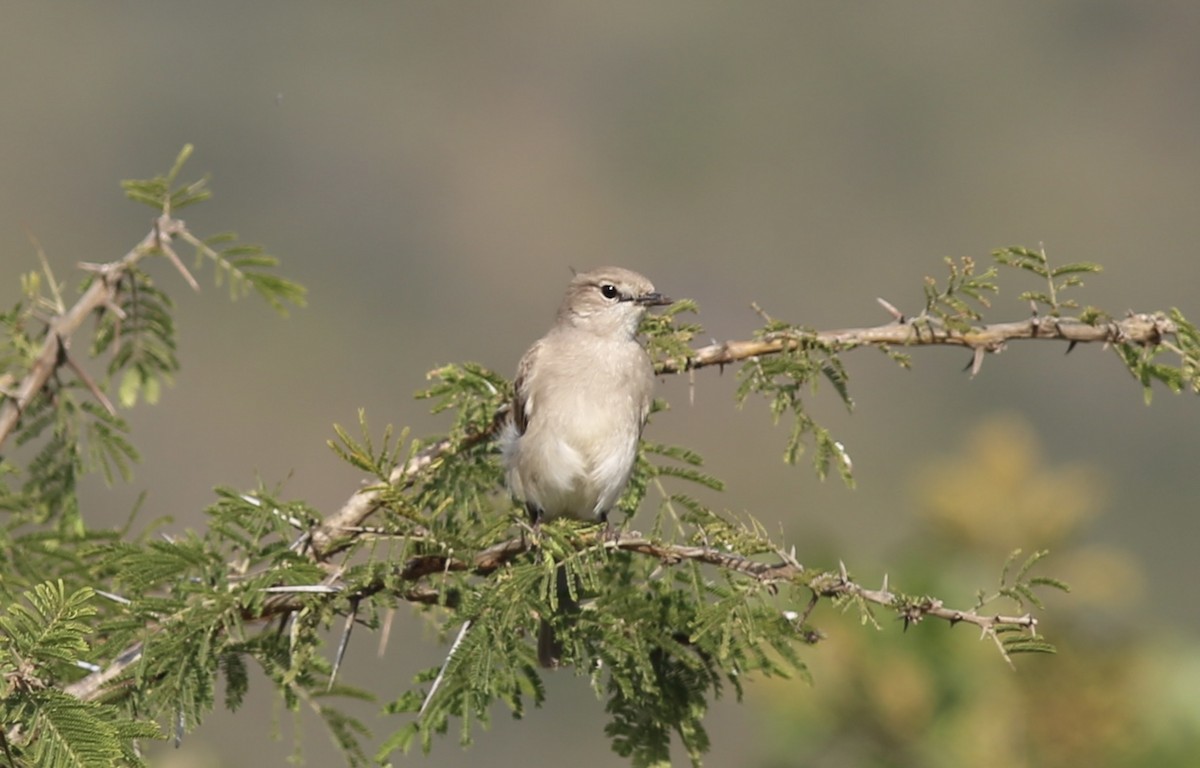 Gray Tit-Flycatcher - ML642449861