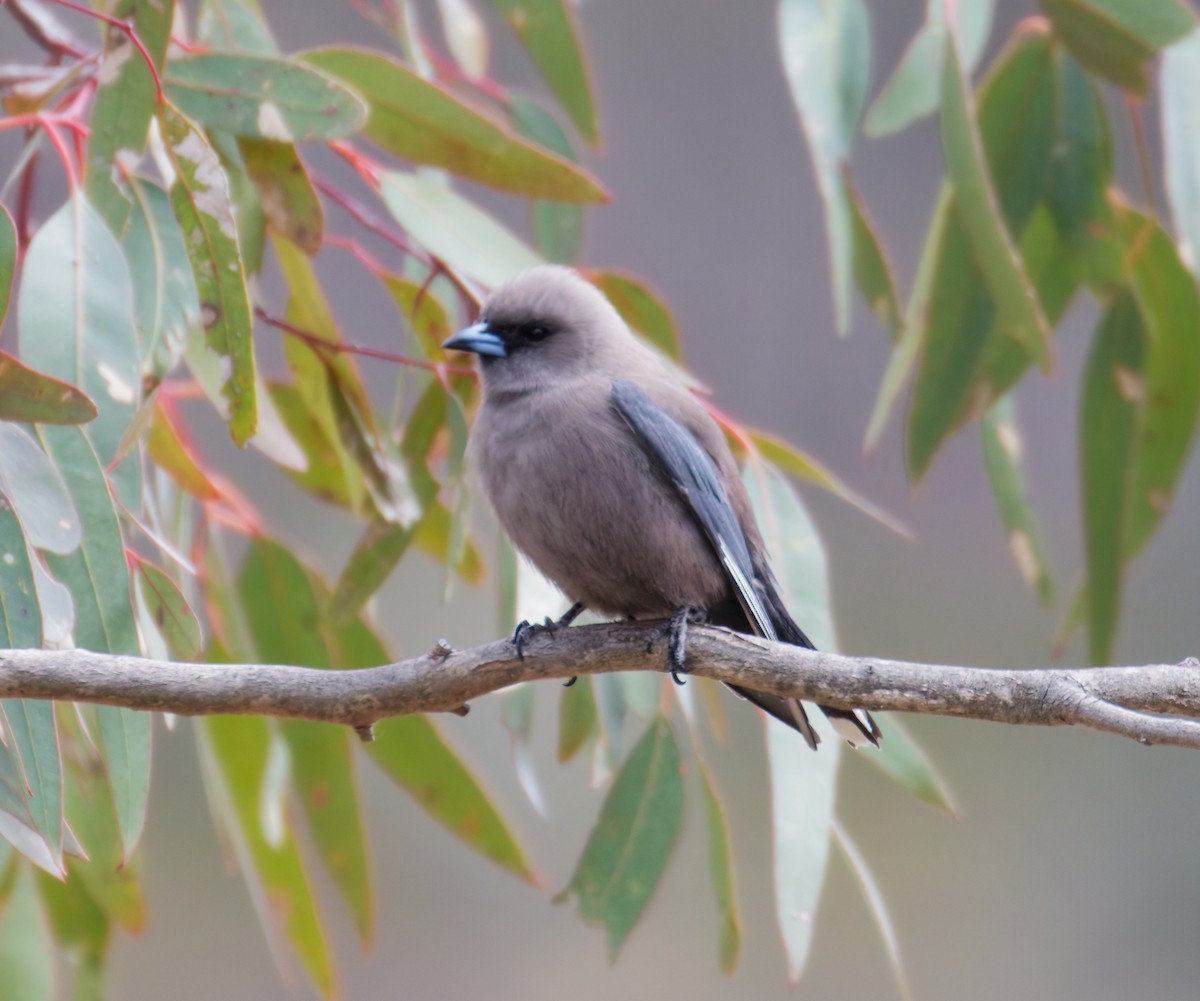 Dusky Woodswallow - ML642449863