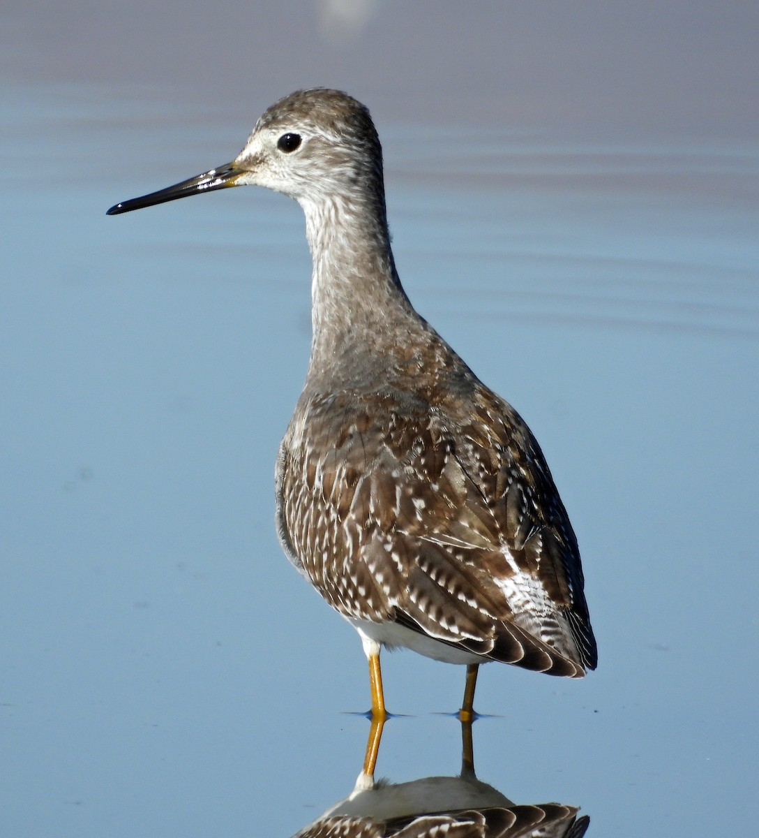 Lesser Yellowlegs - ML642449871