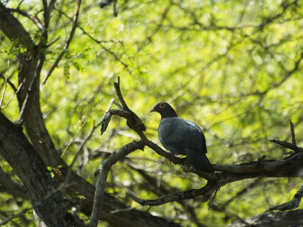 Pigeon à cou rouge - ML642449872