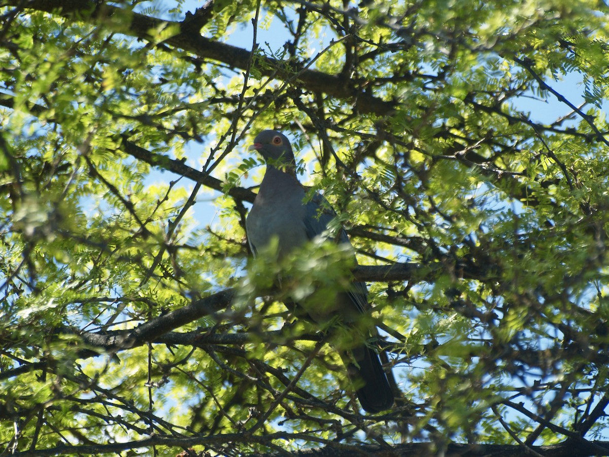 Pigeon à cou rouge - ML642449873