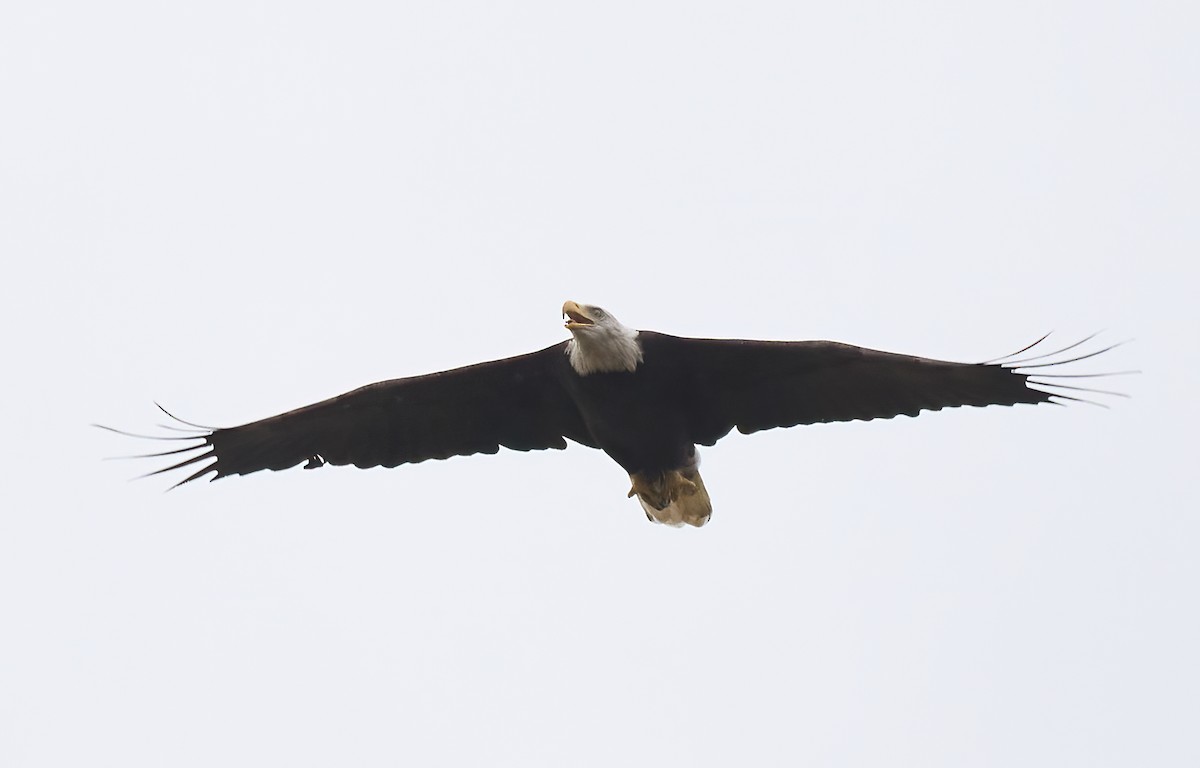 Bald Eagle - ML642449878